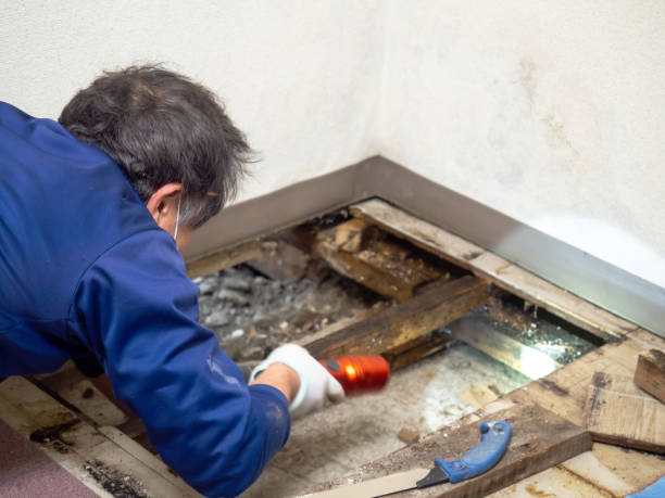Best Professional Mold Removal  in Cambridge, NE
