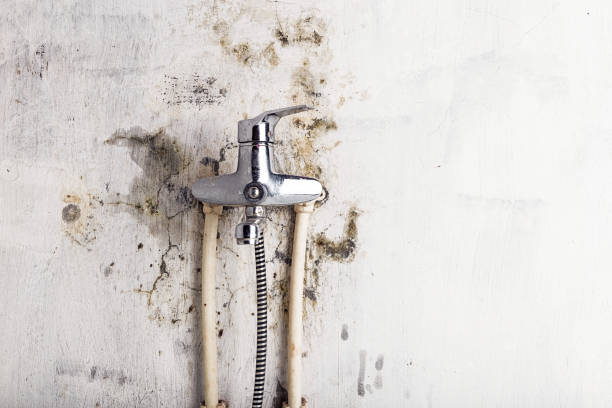 Best Mold Cleaning Services  in Cambridge, NE
