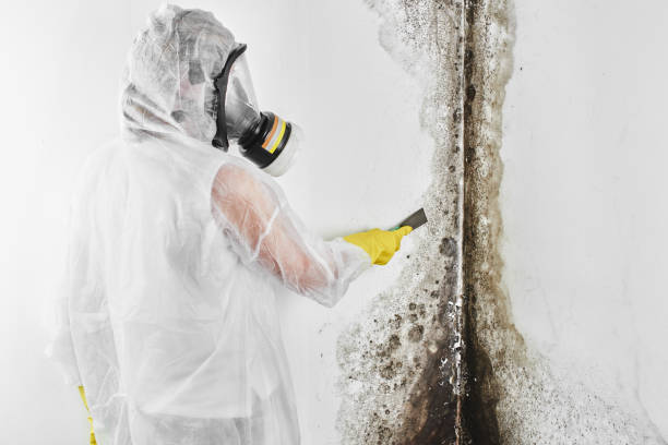 Best Toxic Mold Removal  in Cambridge, NE