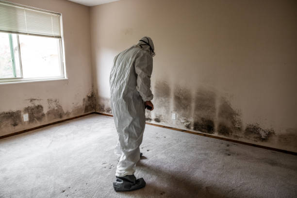 Best Residential Mold Removal  in Cambridge, NE