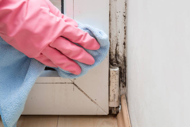 Cambridge, NE Mold Removal Company