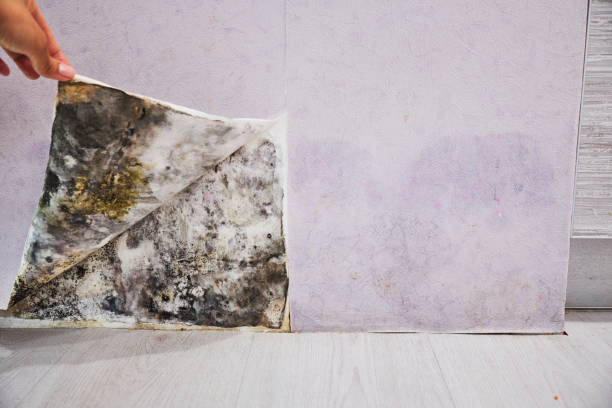 Best Emergency Mold Removal  in Cambridge, NE